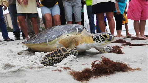 2 sea turtles released to ocean in Naples after treatment for red tide exposure