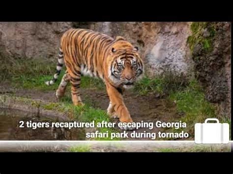 2 tigers recaptured after escaping Georgia safari park during tornado warning