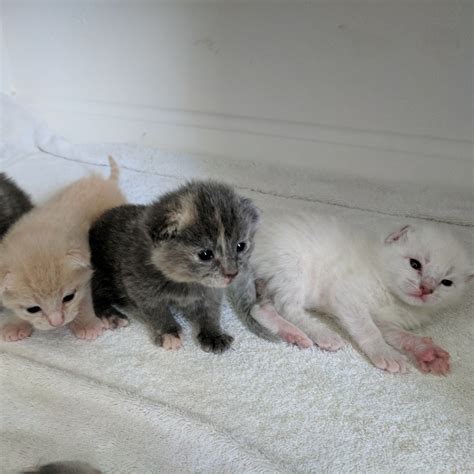 2 week old kitten. Kittens are generally ready to leave their mother and start eating regular food at about eight weeks of age. Until this age, kittens get all the nutrition they need from their moth... 