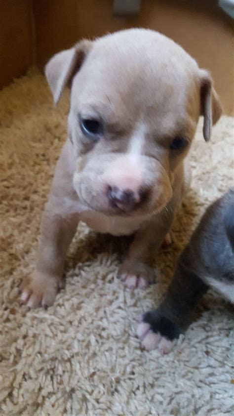 2 week old pit bull mix pups. $0. Houston ... 2 Female Brown/White Huskies 10 weeks old. $0. Houston BEWARE OF A PUPPY SCAM. $0. Houston / Columbus Ohio (Phone number. 
