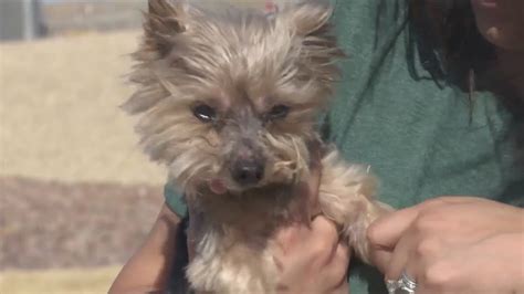 2 years after being reunited, owner of Yorkie who went missing for 10 years says microchip brought them back together