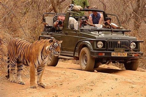 2-Day Ranthambore & Sariska Wildlife Safari from Delhi. - muktibox.com