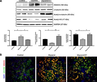 2-methylquinazoline derivative F7 as a potent and …