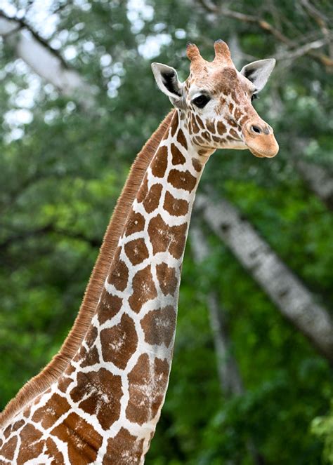 2-year-old giraffe 'Asha' makes debut at Brookfield Zoo