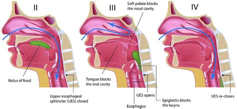 2. Normal swallow phases Download Scientific Diagram