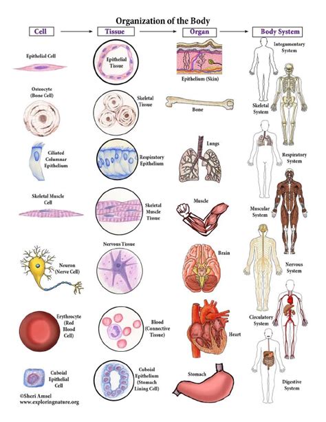 2. Structure and function of cells, tissues, and organs