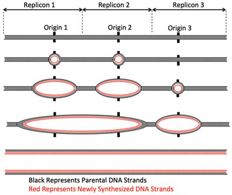 2.1: DNA is Packaged into Chromatin - Biology LibreTexts