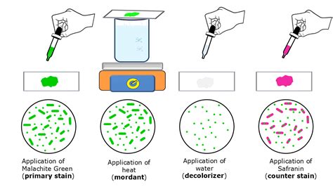2.2: Endospore Stain Procedure - Biology LibreTexts - muktibox.com