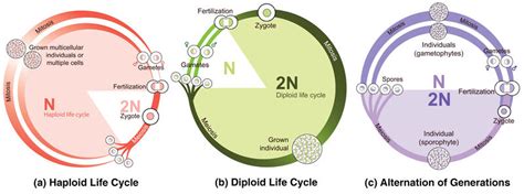 2.40: Reproductive Life Cycles - Biology LibreTexts