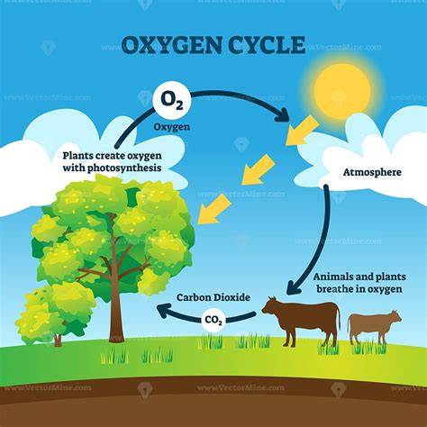 2.5.2: Oxygen Cycle - Geosciences LibreTexts - raincitystudios.com
