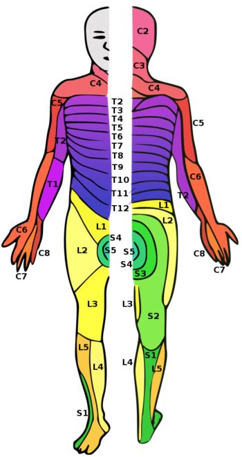 2.6 Head-to-Toe Assessment: head and neck / …