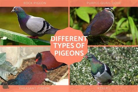 20+ Different Types of Pigeons - List With Pictures - AnimalWised