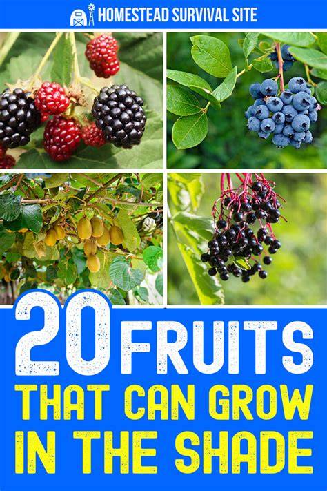 20+ Fruits That Grow in Shade - Practical Self Reliance - raincitystudios.com