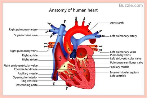 20+ Free Cardiac Anatomy & Cardiac Images - Pixabay