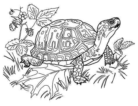 20+ Free Printable Turtle Coloring Pages