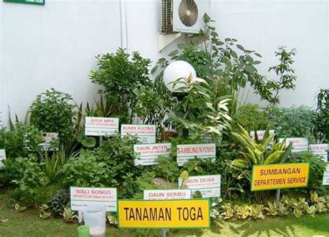 20+ Tanaman Toga dan Khasiatnya (LENGKAP) - raincitystudios.com