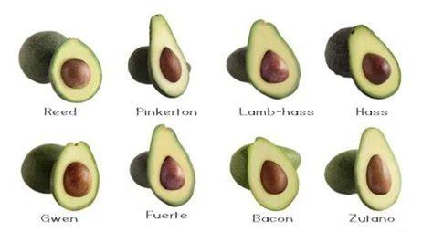 20 Awesome Avocado Varieties (Type A & Type B … - raincitystudios.com
