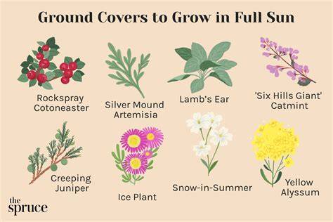 20 Best Ground Covers for Full Sun - The Spruce - raincitystudios.com