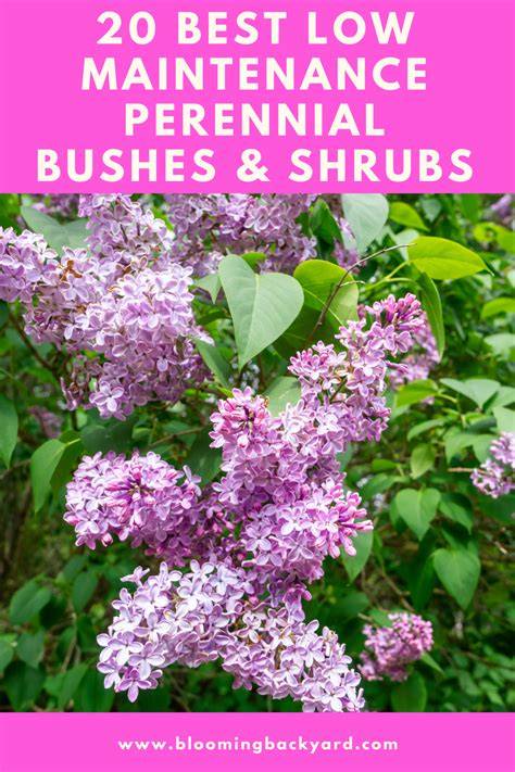 20 Best Low Maintenance Perennial Bushes & … - raincitystudios.com