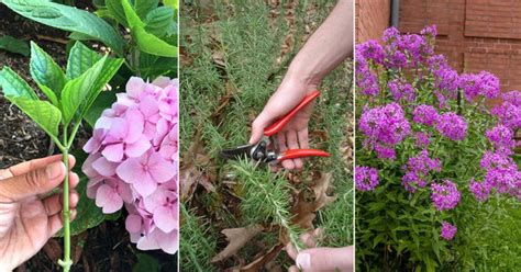 20 Best Plants that Grow From Softwood Cuttings - raincitystudios.com