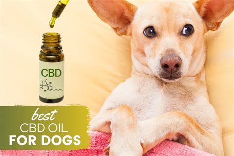 20 Best CBD Oils For Dogs In 2024 - outlookindia.com