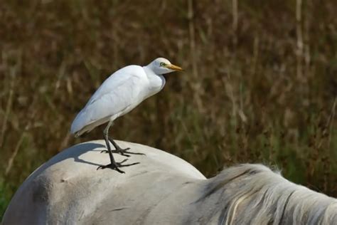 20 Birds That Eat Ticks (Nature’s Natural Pest Control!)