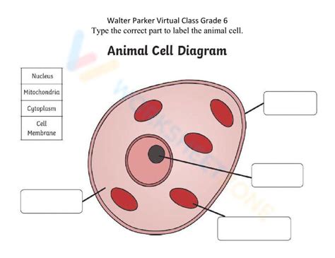 20 Blank Animal Cell Diagram Worksheet Worksheet From Home