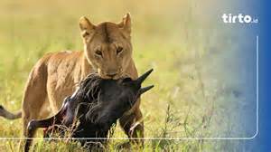 20 Contoh Predasi dalam Ekosistem dan Penjelasannya - muktibox.com