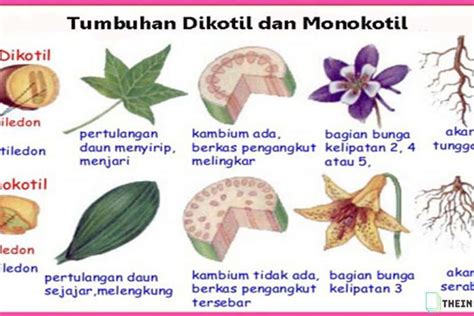 20 Contoh Tumbuhan Dikotil yang Perlu Diketahui - raincitystudios.com