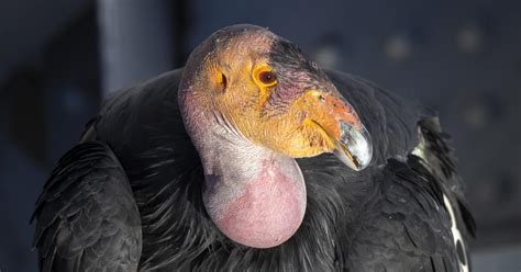 20 California condors in Arizona, Utah died from avian flu