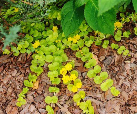 20 Decorative Shade-Loving Ground Covers - raincitystudios.com