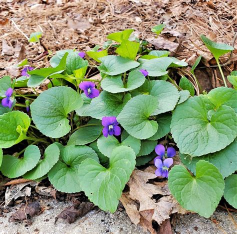20 Easy Shade-Tolerant Native Southern Groundcovers - raincitystudios.com