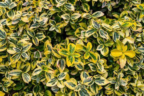 20 Evergreen Shrubs That Are Perfect for Shade - The Spruce - raincitystudios.com