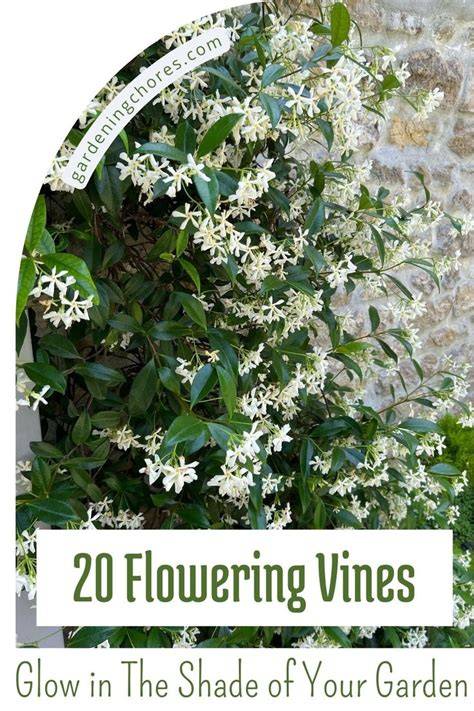 20 Flowering And Climbing Vines That Grow In Shade - raincitystudios.com