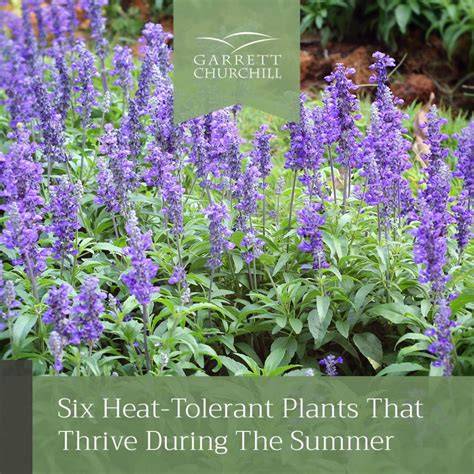 20 Heat-Tolerant Plants for Hot Climates - Garden Design - raincitystudios.com
