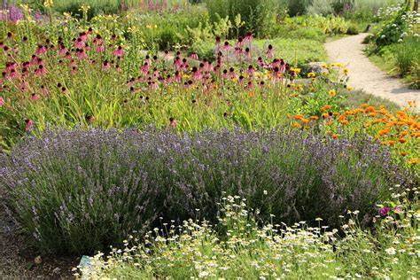 20 Lavender Companion Plants for a Low-Maintenance Garden - raincitystudios.com