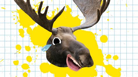 20 Moose Jokes & Puns That Are Very A-moose-zing