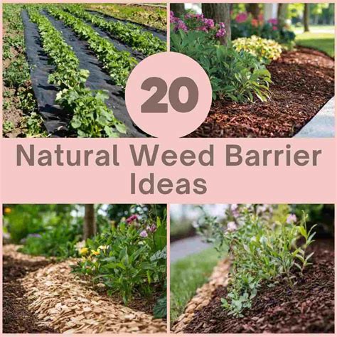 20 Natural Ways to Stop Weeds Without Chemicals - raincitystudios.com