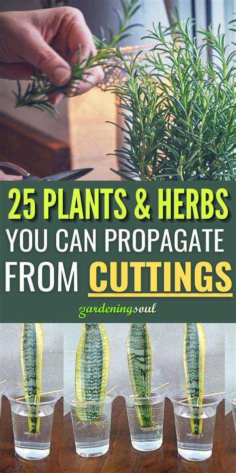 20 Outdoor Plants You Can Propagate From Cuttings - raincitystudios.com