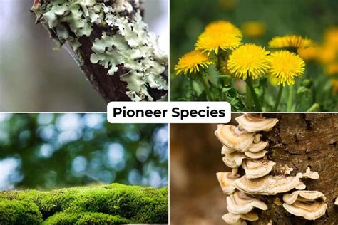 20 Pioneer Species Examples Vital for Habitat … - raincitystudios.com