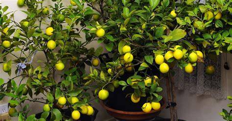 20 Productive Fruit Trees For Any Size Garden - Housely - raincitystudios.com