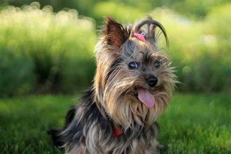 20 Razas de perros ingleses - ¡Descubre los más populares!