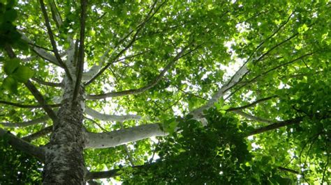 20 Shade Trees To Plant Now For Cool Comfort All Summer Long - raincitystudios.com