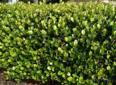 20 Types of Florida Hedge Plants (Pictures and … - raincitystudios.com