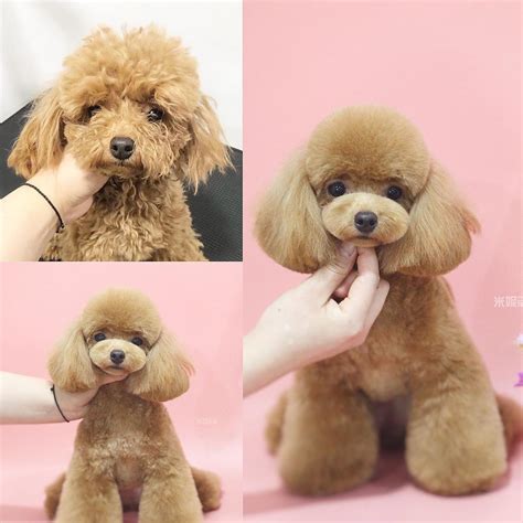 20 Toy Poodle Haircuts ♡ ideas - Pinterest