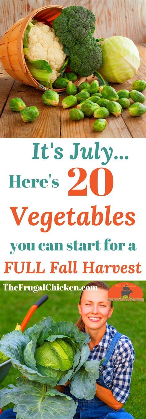 20 Vegetables You Can Start In July For A Full Fall Harvest