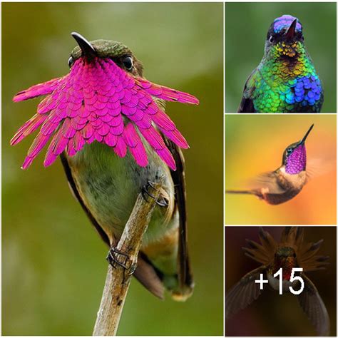 20 Vivid Hummingbird Close-ups Reveal Their Incredible Beauty