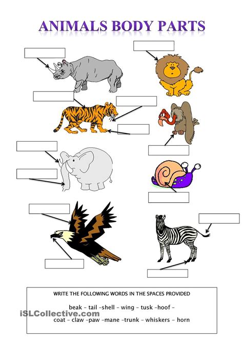 20 Animal Body Parts Worksheets Animal Cell Parts Worksheet - Animal Cell Parts Worksheet