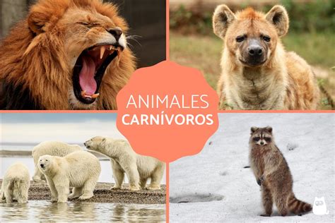 20 Animales Carnívoros