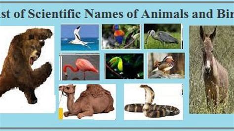 20 Animals As Scientific Objects Oxford Academic Science Experiment On Animals - Science Experiment On Animals